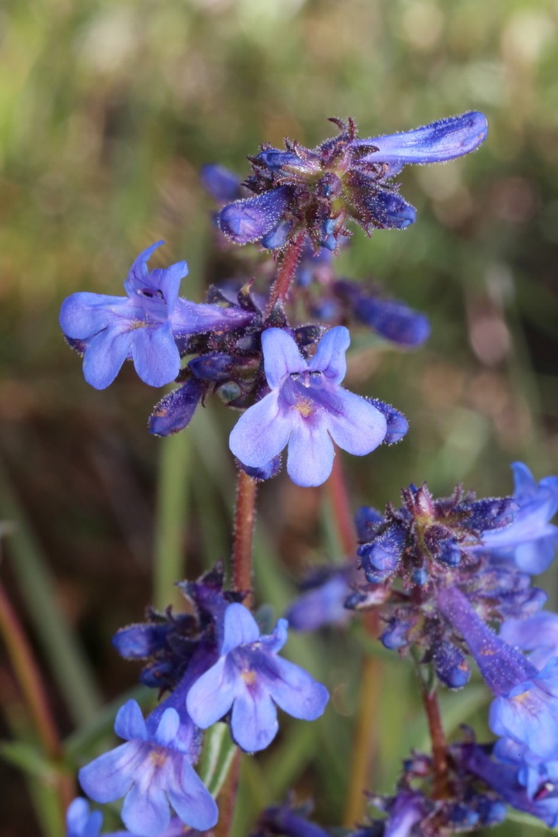 Low Beardtongue photo 7