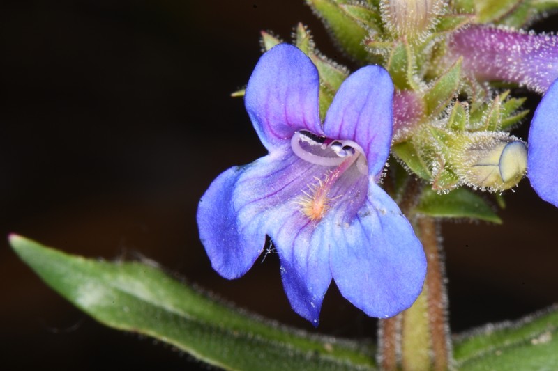 Penstemon humilis var. obtusifolius
