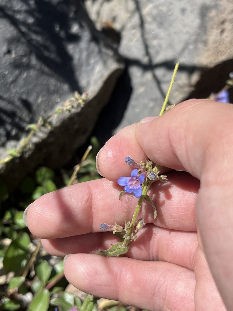 Penstemon humilis var. obtusifolius photo 2