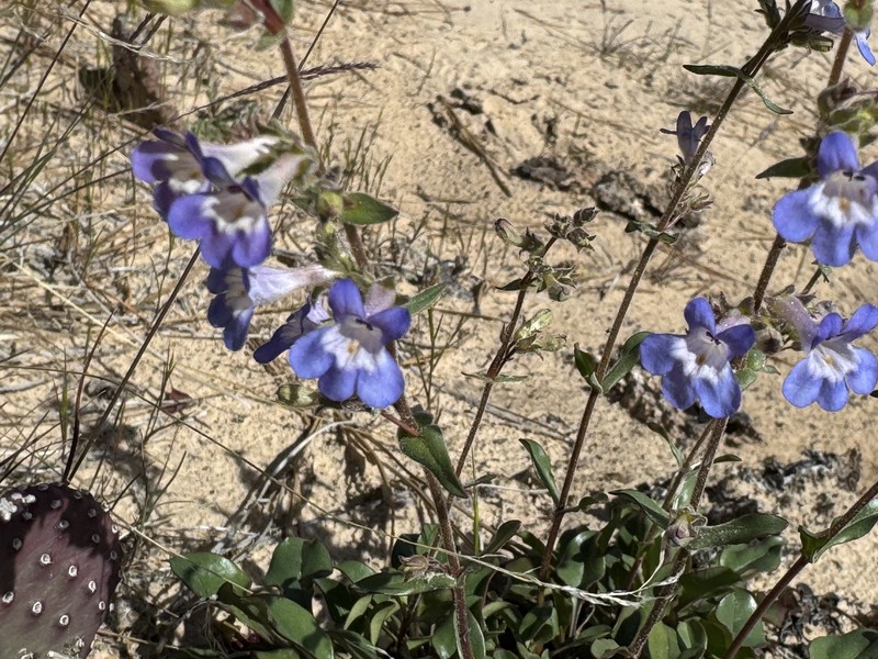 Penstemon humilis var. obtusifolius photo 3