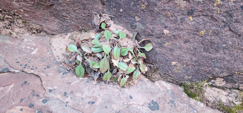 Penstemon humilis var. obtusifolius photo 5