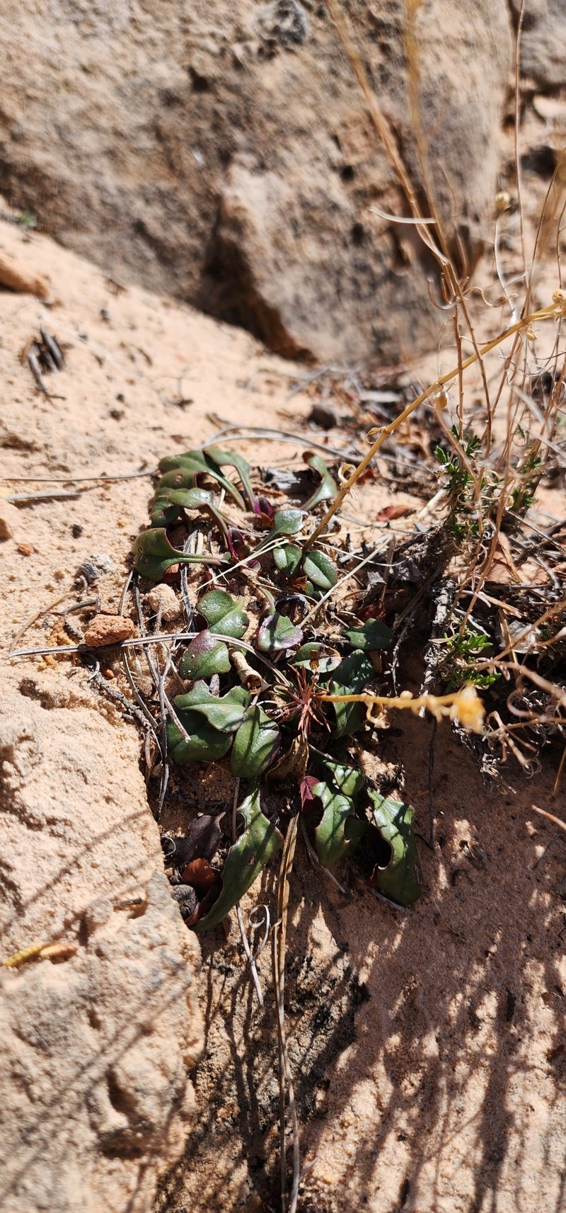 Penstemon humilis var. obtusifolius photo 7