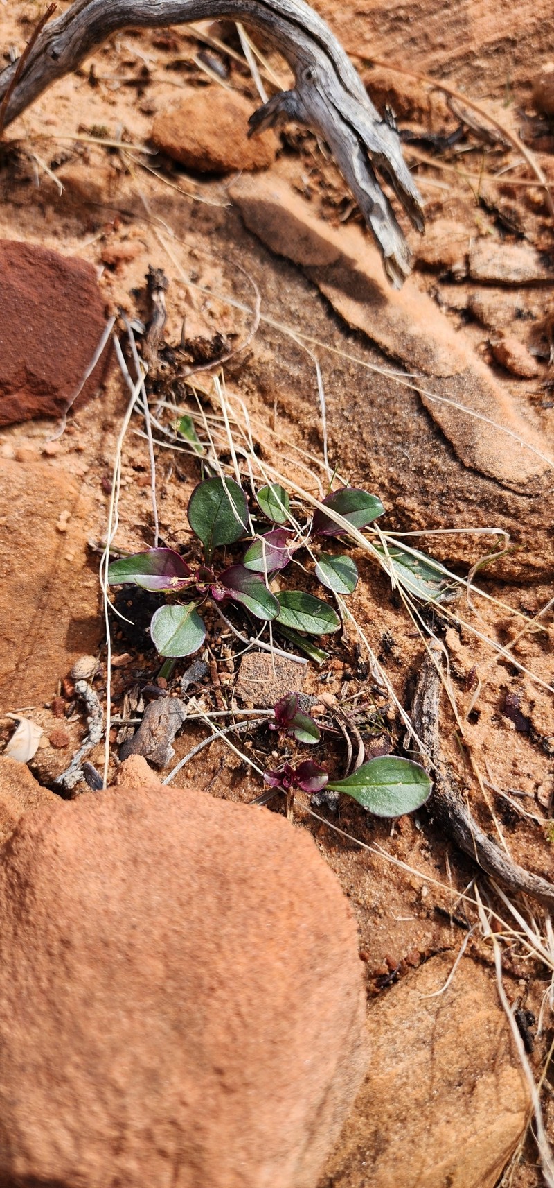 Penstemon humilis var. obtusifolius photo 8
