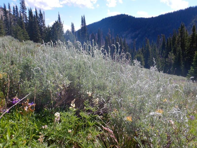 Idaho Beardtongue