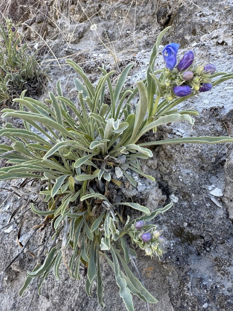 Idaho Beardtongue