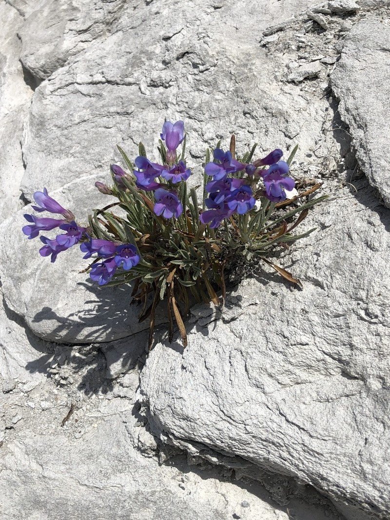Idaho Beardtongue photo 2