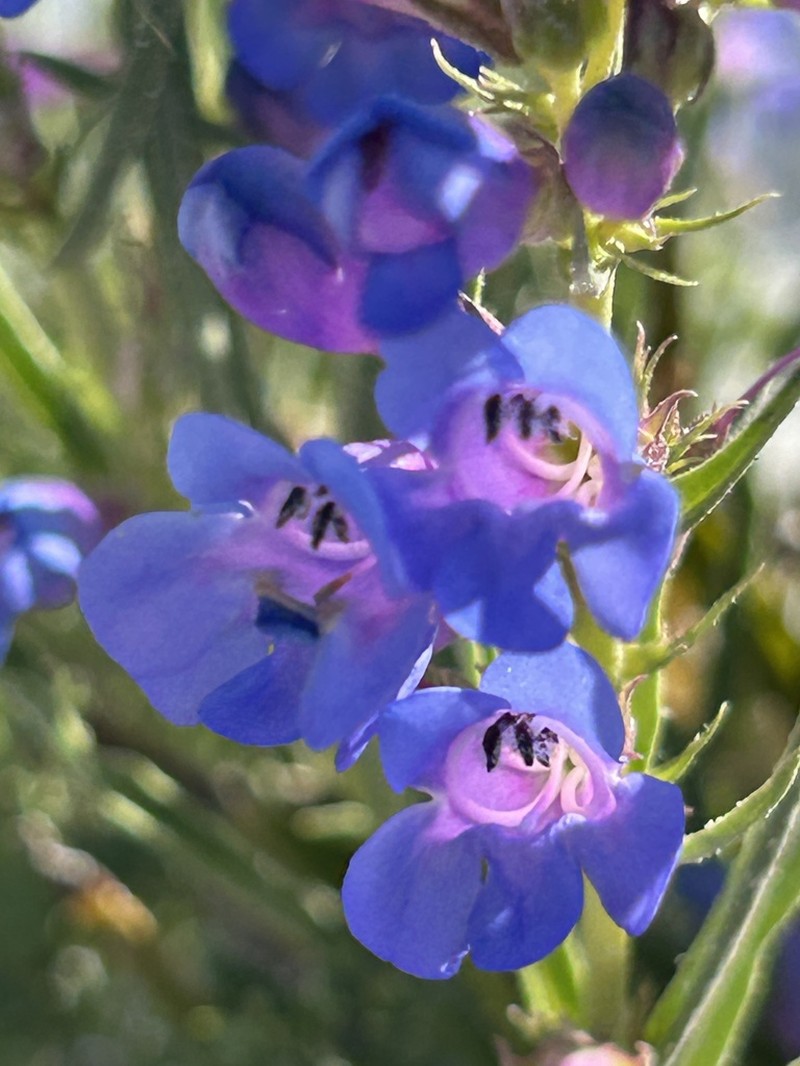 Idaho Beardtongue photo 3