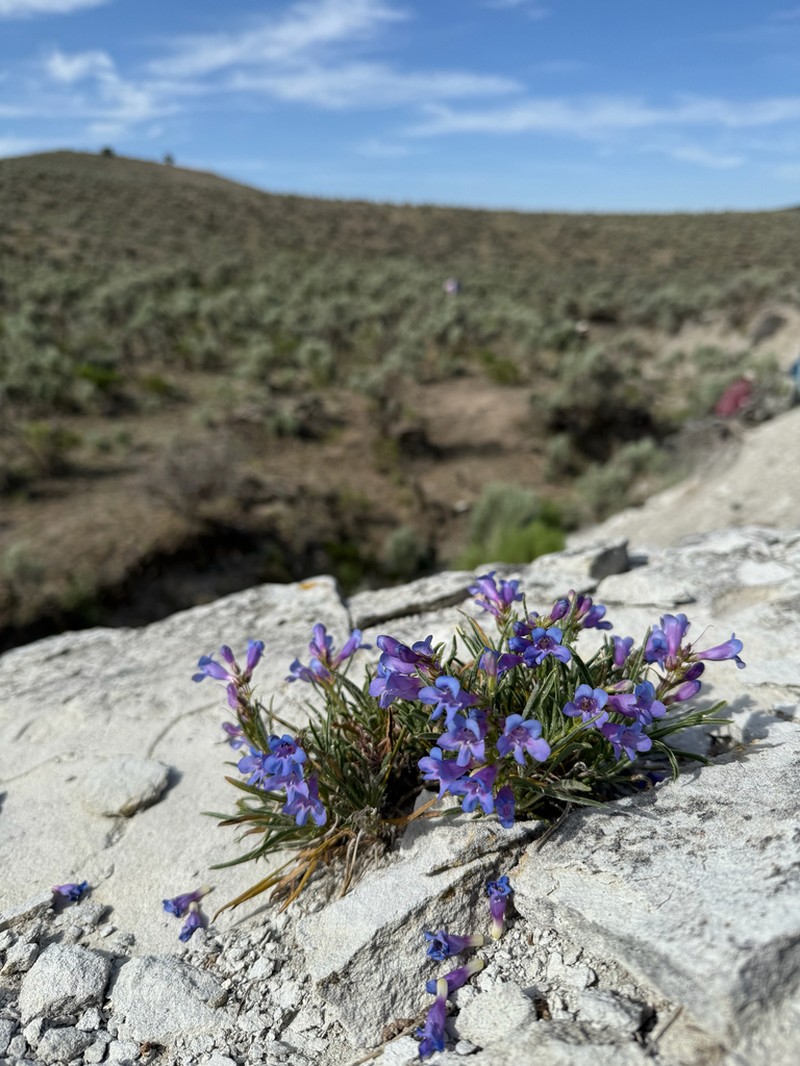 Idaho Beardtongue photo 4