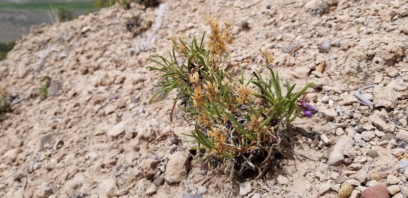 Idaho Beardtongue photo 5