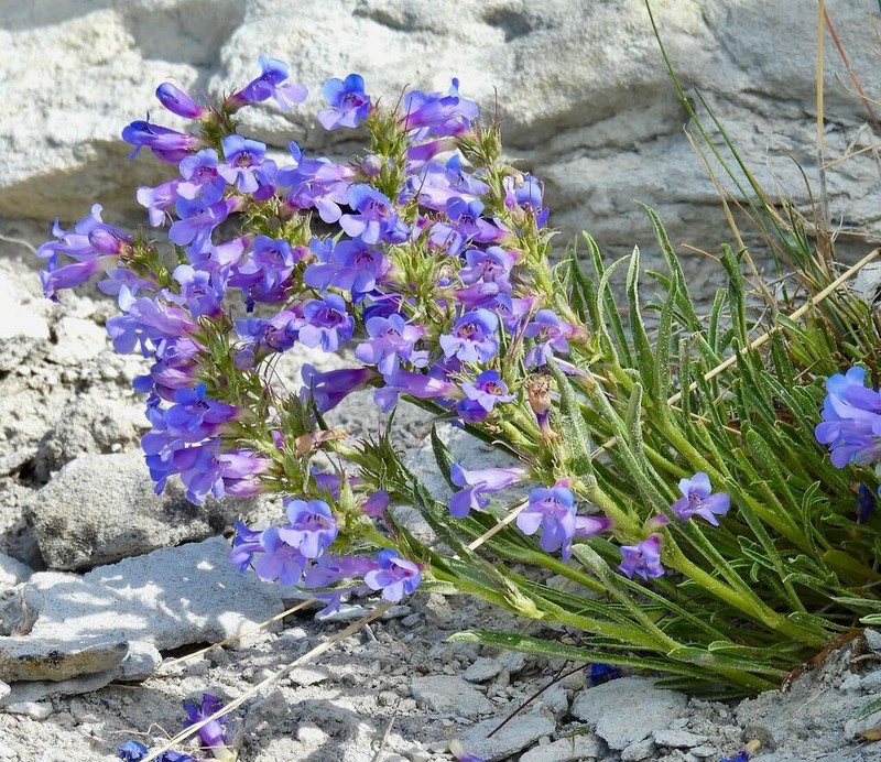 Idaho Beardtongue photo 6