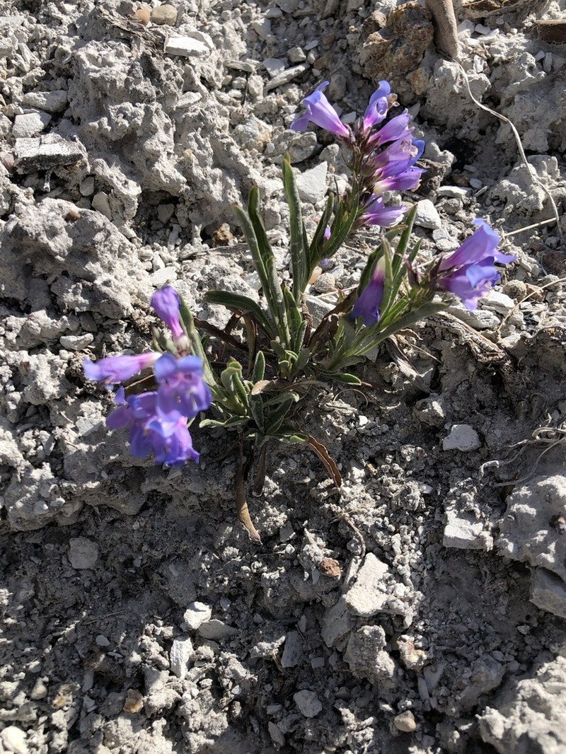 Idaho Beardtongue photo 7