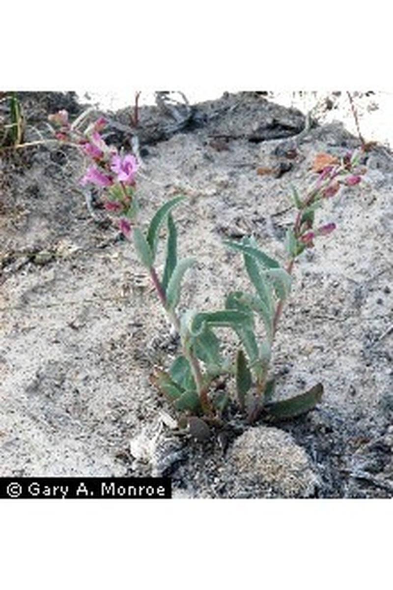 Steptoe Valley Beardtongue