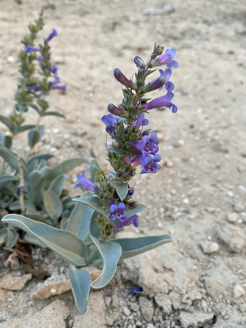 Steptoe Valley Beardtongue photo 2