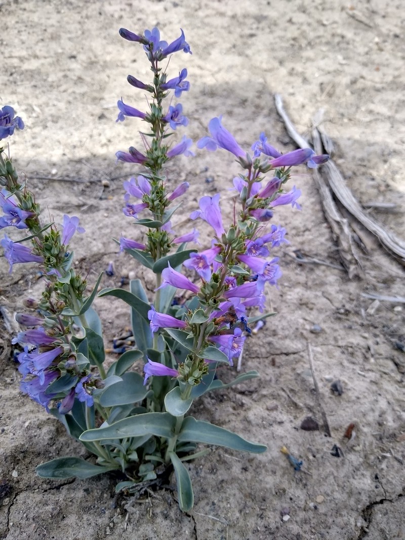 Steptoe Valley Beardtongue photo 3