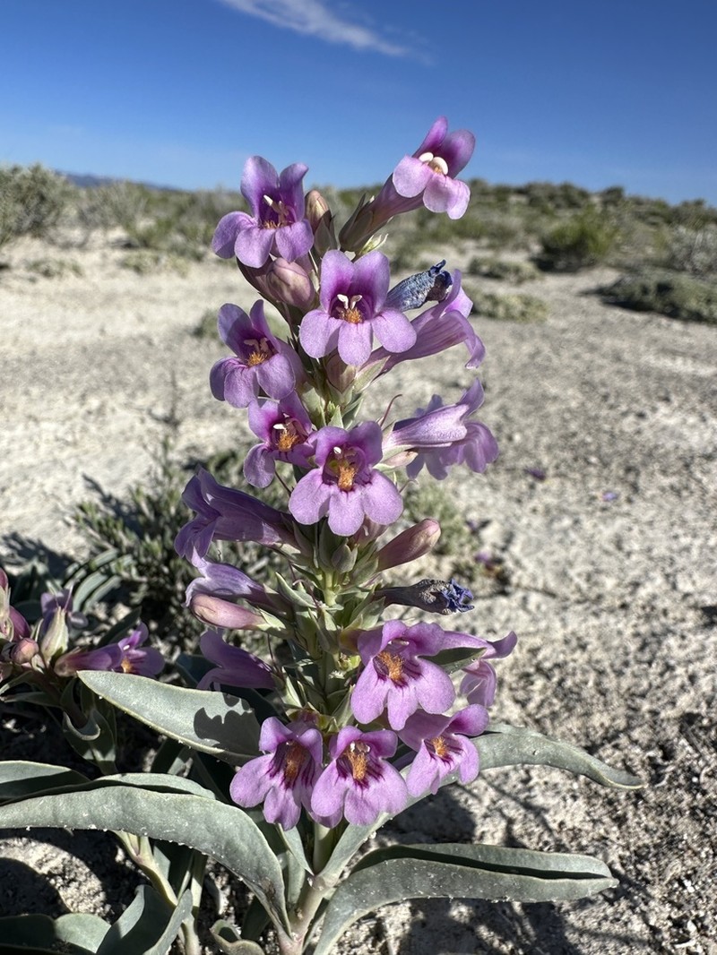 Steptoe Valley Beardtongue photo 4