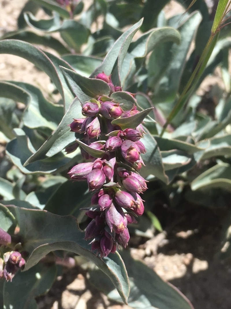 Steptoe Valley Beardtongue photo 5