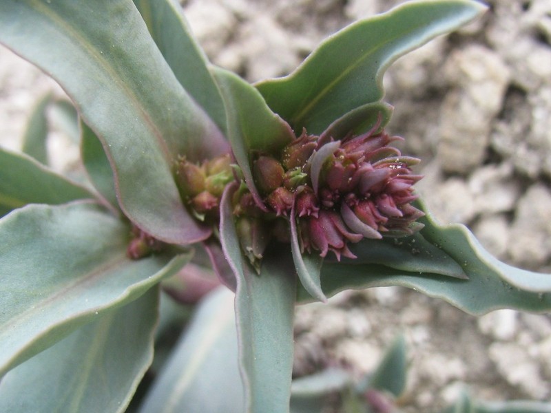 Steptoe Valley Beardtongue photo 6