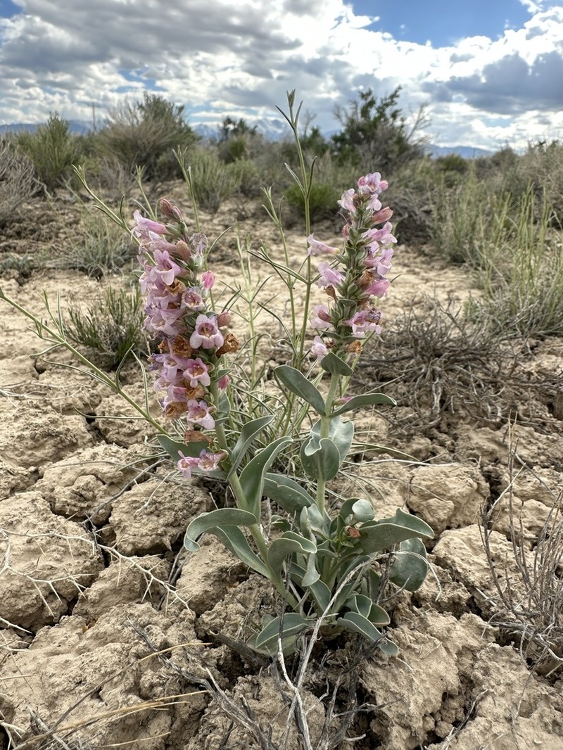 Steptoe Valley Beardtongue photo 7