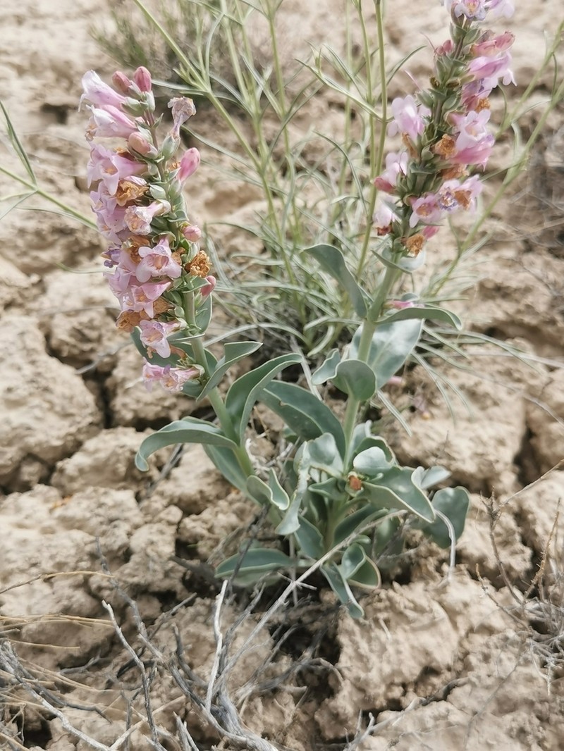 Steptoe Valley Beardtongue photo 8