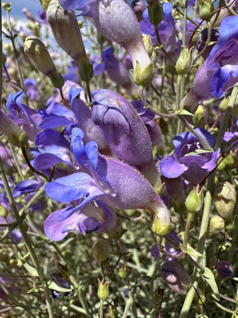 Mojave Beardtongue