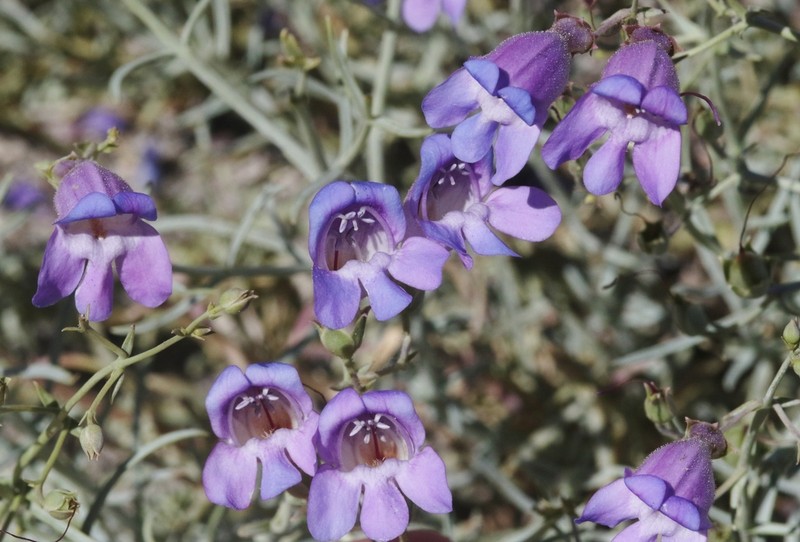 Mojave Beardtongue photo 2