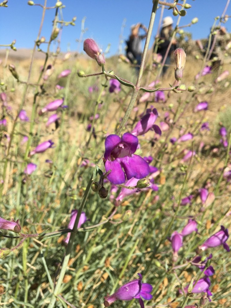 Mojave Beardtongue photo 3