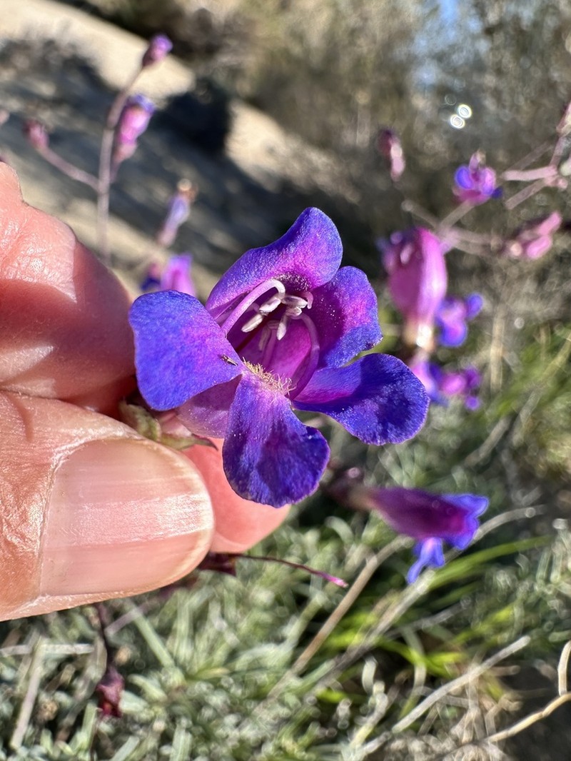 Mojave Beardtongue photo 4