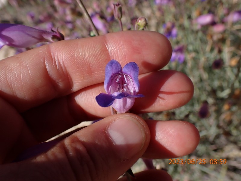 Mojave Beardtongue photo 5