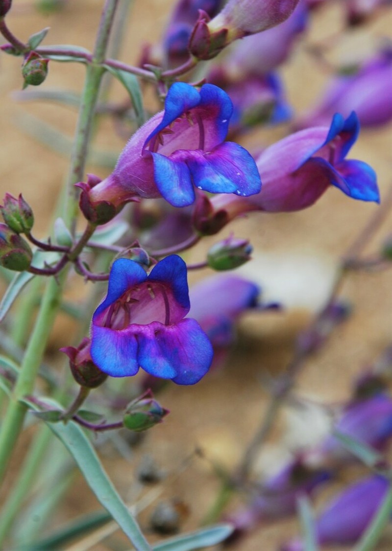 Mojave Beardtongue photo 6