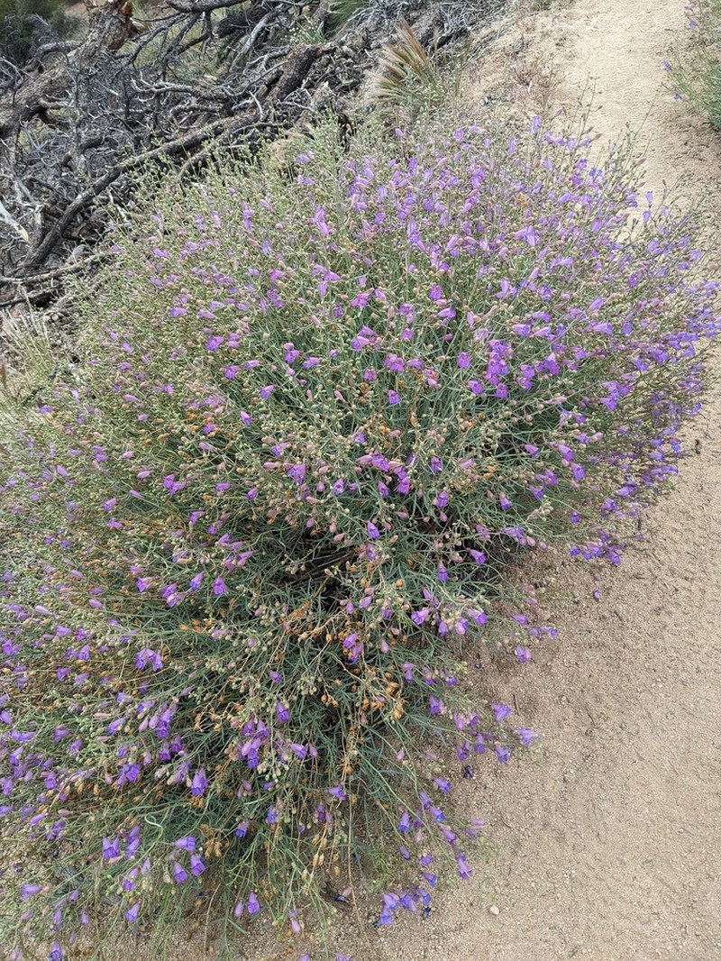 Mojave Beardtongue photo 7