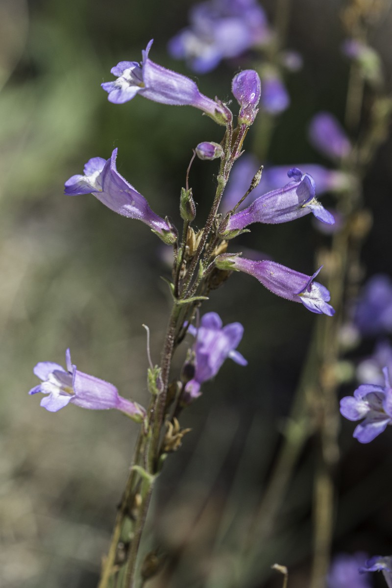 Inflated Beardtongue