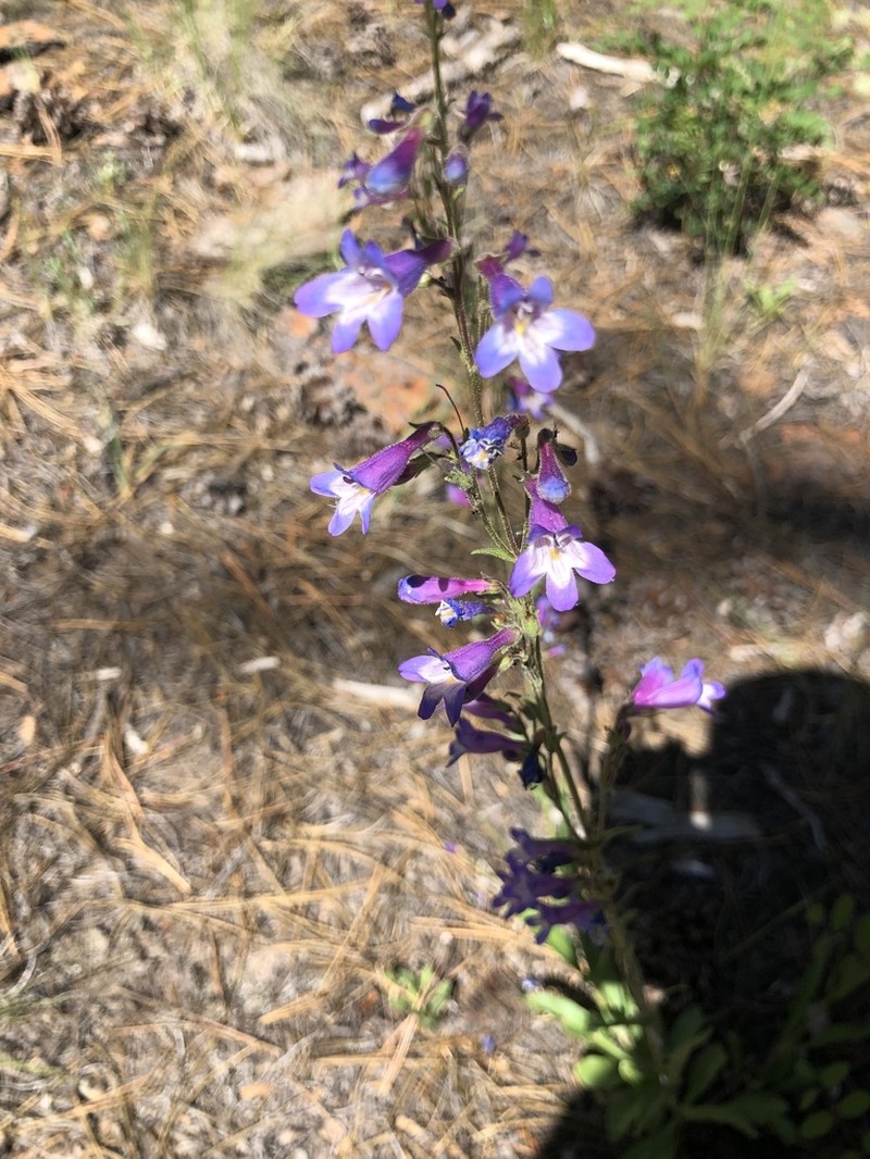 Inflated Beardtongue photo 2