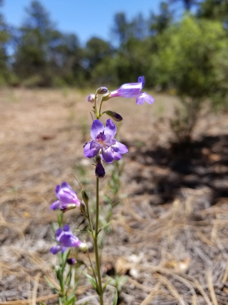 Inflated Beardtongue photo 3