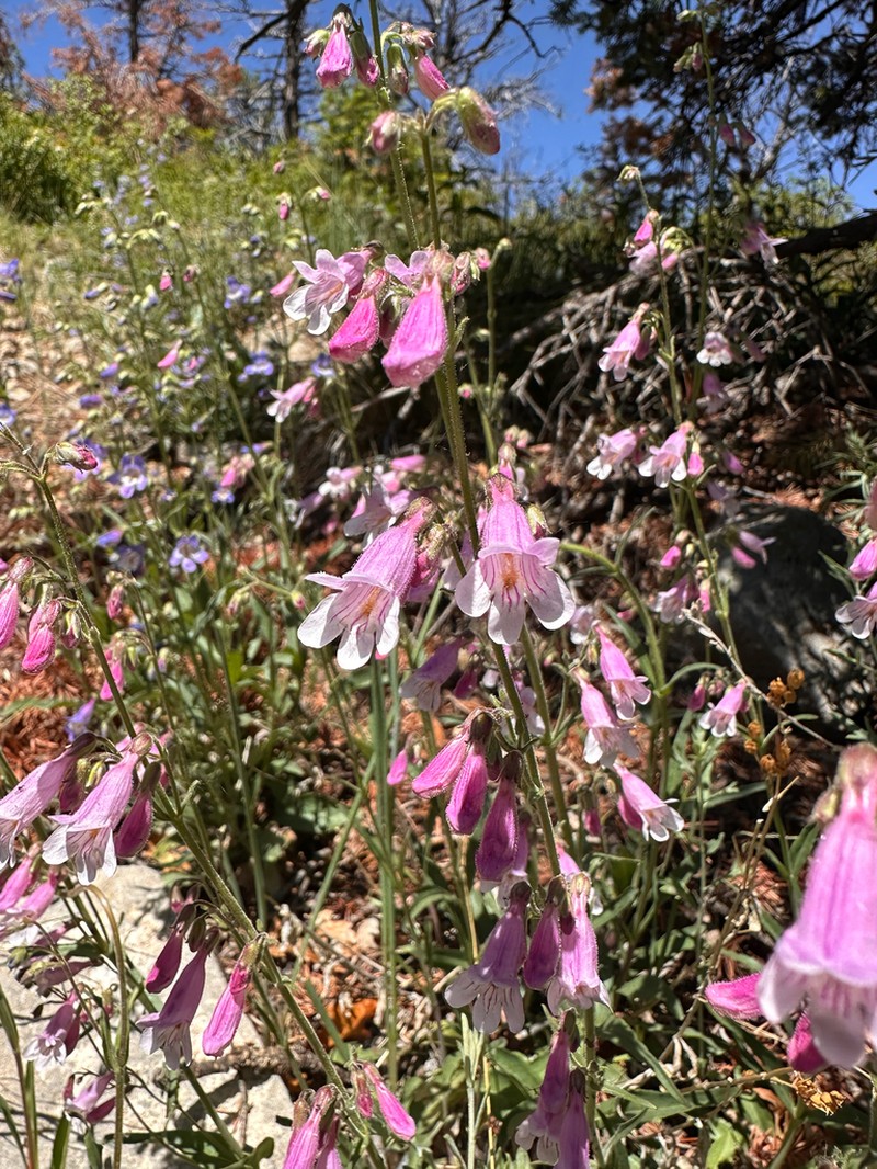 Inflated Beardtongue photo 4