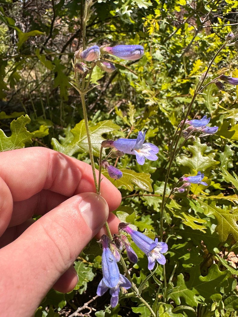 Inflated Beardtongue photo 5