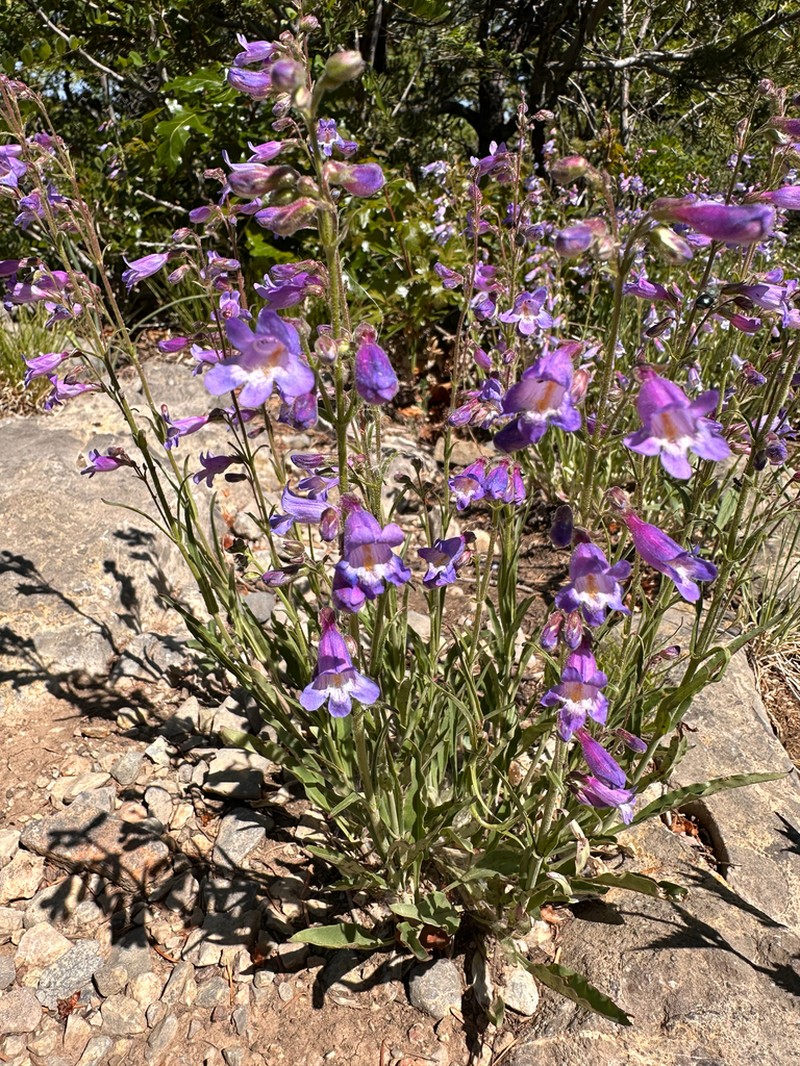 Inflated Beardtongue photo 6