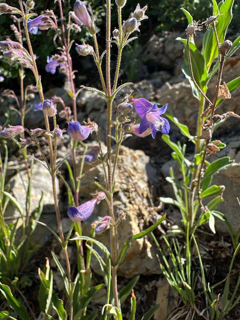 Inflated Beardtongue photo 7