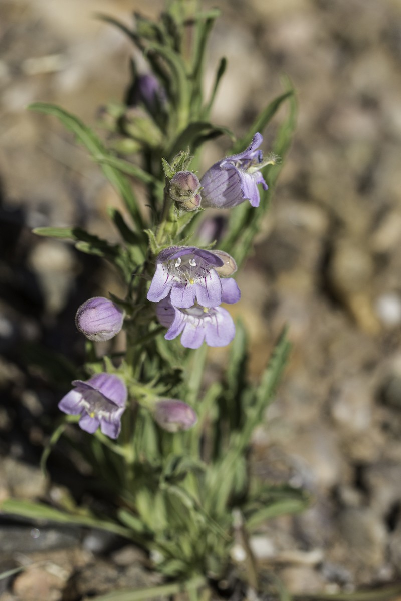 James' Beardtongue photo 2