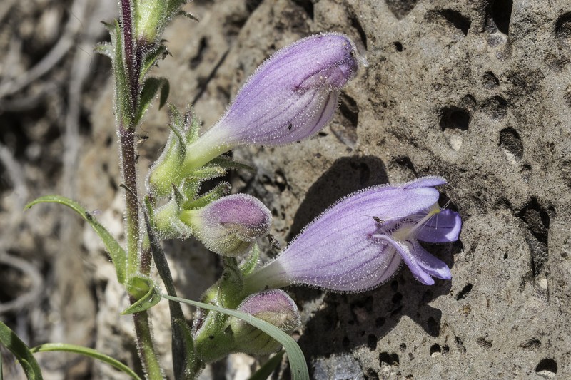 James' Beardtongue photo 3