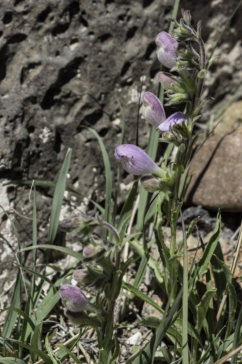 James' Beardtongue photo 4