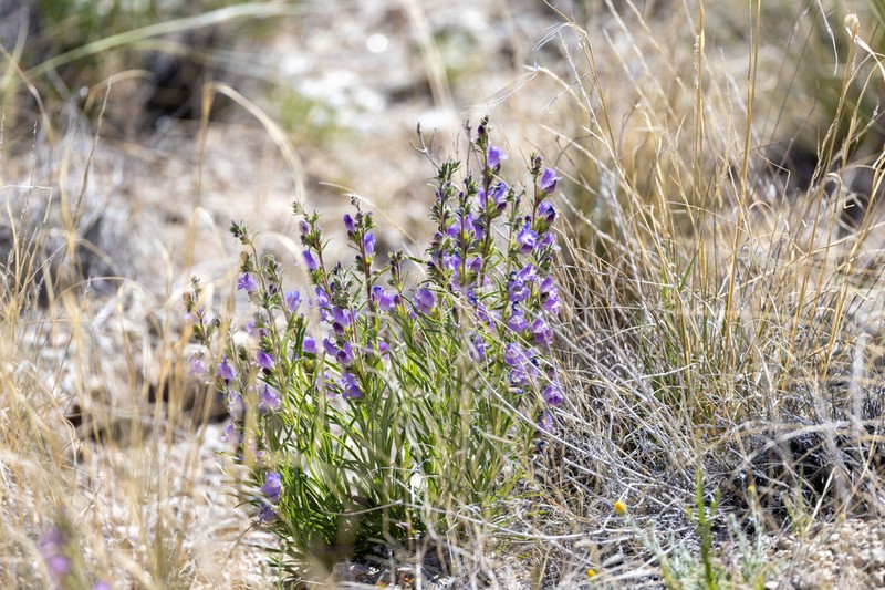 James' Beardtongue photo 2