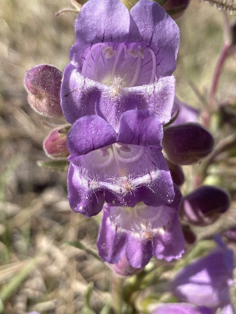 James' Beardtongue photo 3
