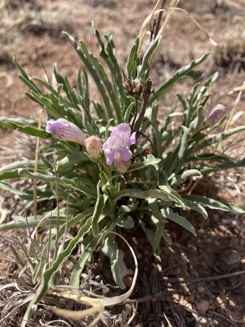 James' Beardtongue photo 4