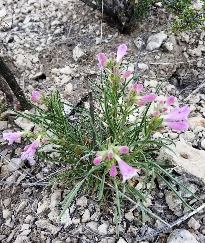 James' Beardtongue photo 5
