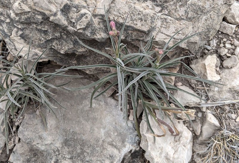 James' Beardtongue photo 6
