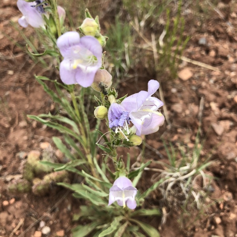 James' Beardtongue photo 7