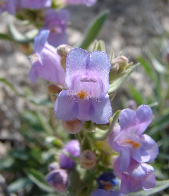 Antelope Valley Beardtongue