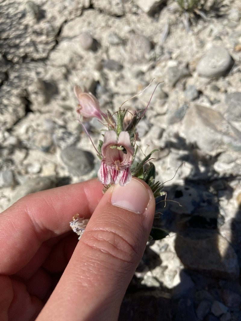 Antelope Valley Beardtongue photo 2