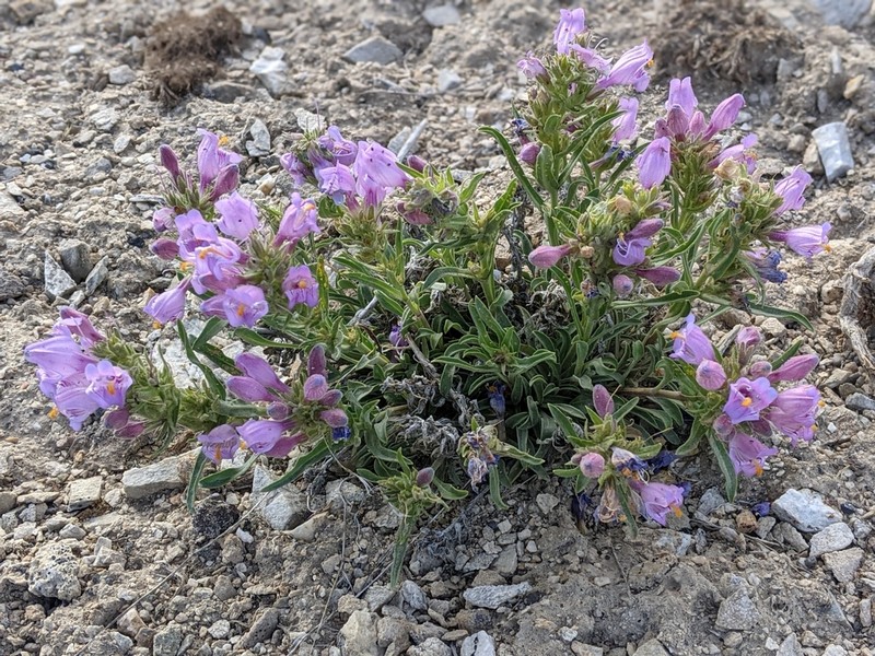 Antelope Valley Beardtongue photo 3