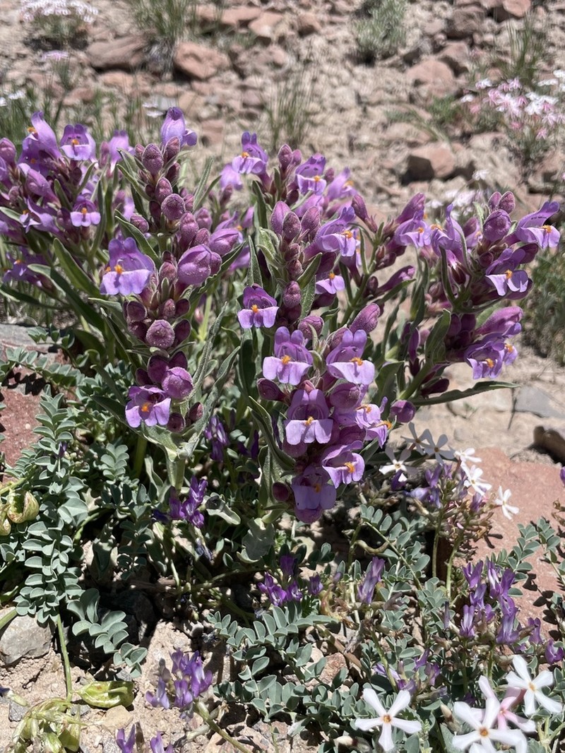 Antelope Valley Beardtongue photo 4